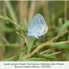 cupido argiades daghestan female 2